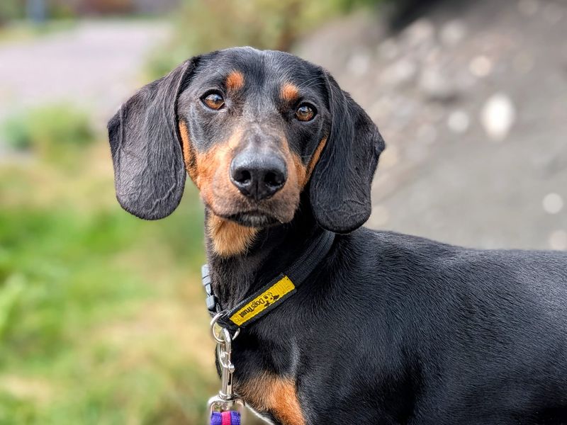 Dachshund for adoption in Cardiff, Glamorgan – 1 year old