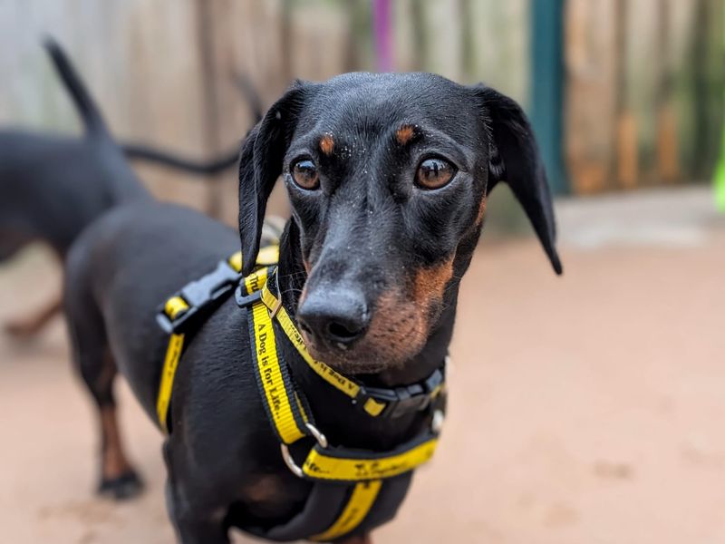 Moxie | Dachshund (Miniature Smooth Haired) | Cardiff - 1