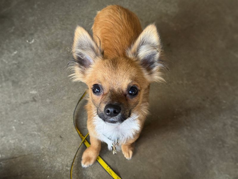 Parmesan | Chihuahua (Smooth Coat) | Basildon (Essex) - 1