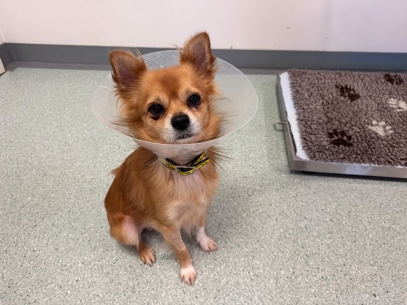 Cheddar | Chihuahua (Long Coat) | Basildon (Essex) - 1