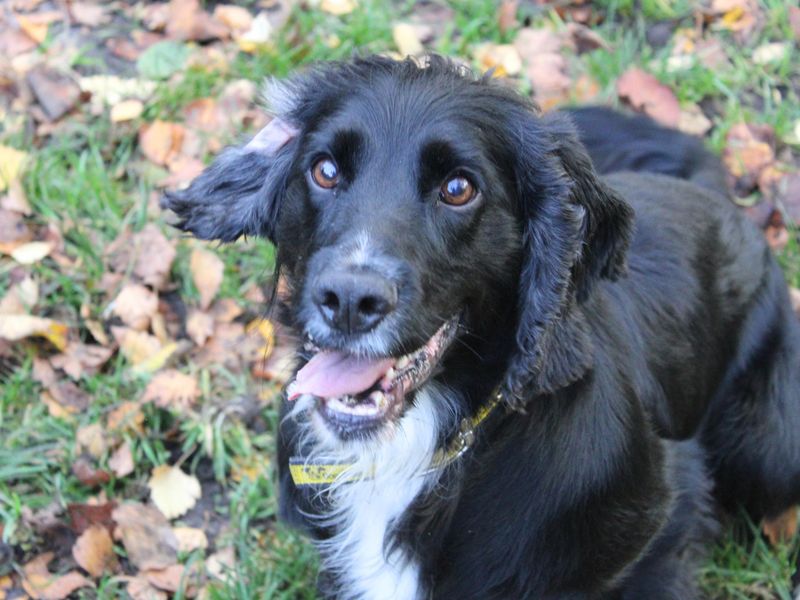 Cocker Spaniel for adoption in Liverpool, Merseyside – 7 years old - Image 2 of 4