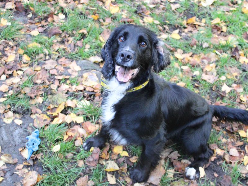 Cocker Spaniel for adoption in Liverpool, Merseyside – 7 years old - Image 3 of 4