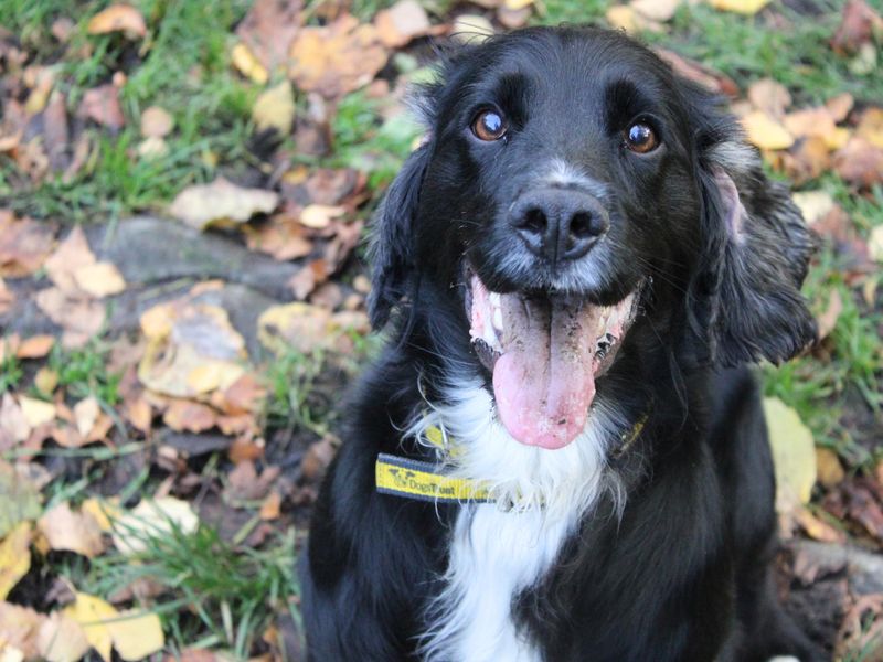 Cocker Spaniel for adoption in Liverpool, Merseyside – 7 years old - Image 4 of 4