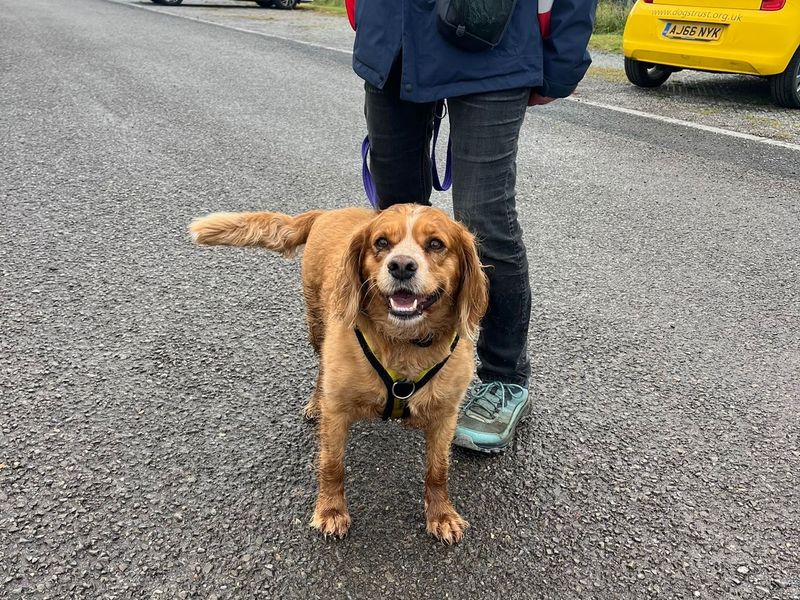 Cocker Spaniel for adoption in Mid Glamorgan, Wales – 4 years old