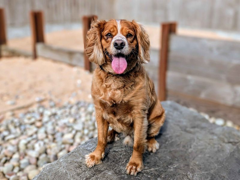 Cavalier King Charles Spaniel for adoption in Cardiff, Glamorgan – 4 years old - Image 5 of 6