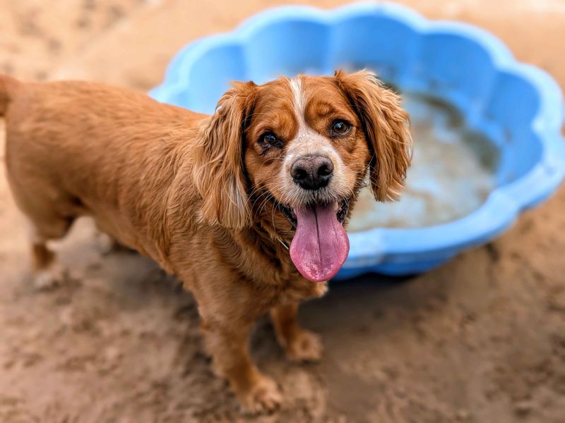 Cavalier King Charles Spaniel for adoption in Cardiff, Glamorgan – 4 years old - Image 6 of 6