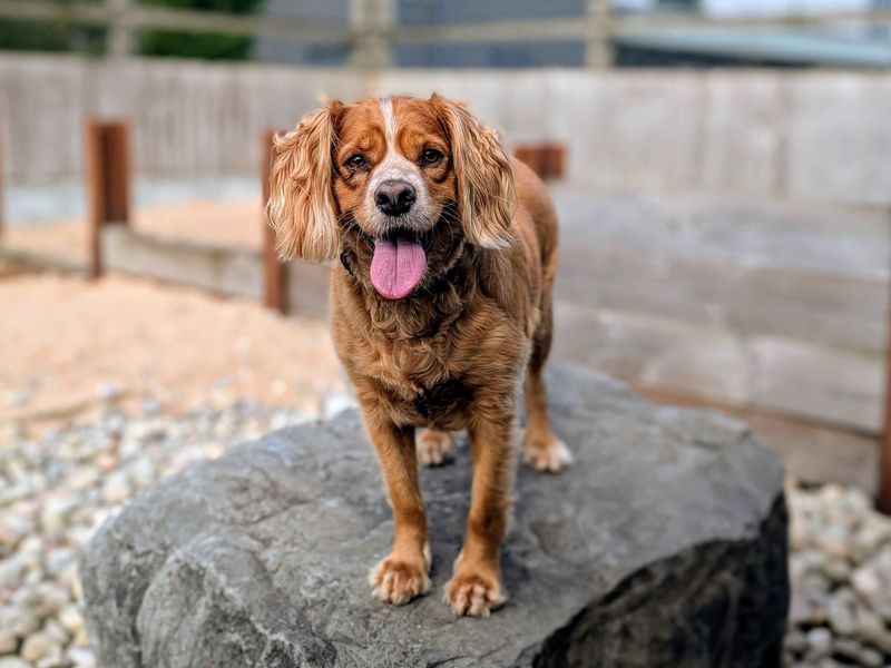 Cavalier King Charles Spaniel for adoption in Cardiff, Glamorgan – 4 years old - Image 2 of 6