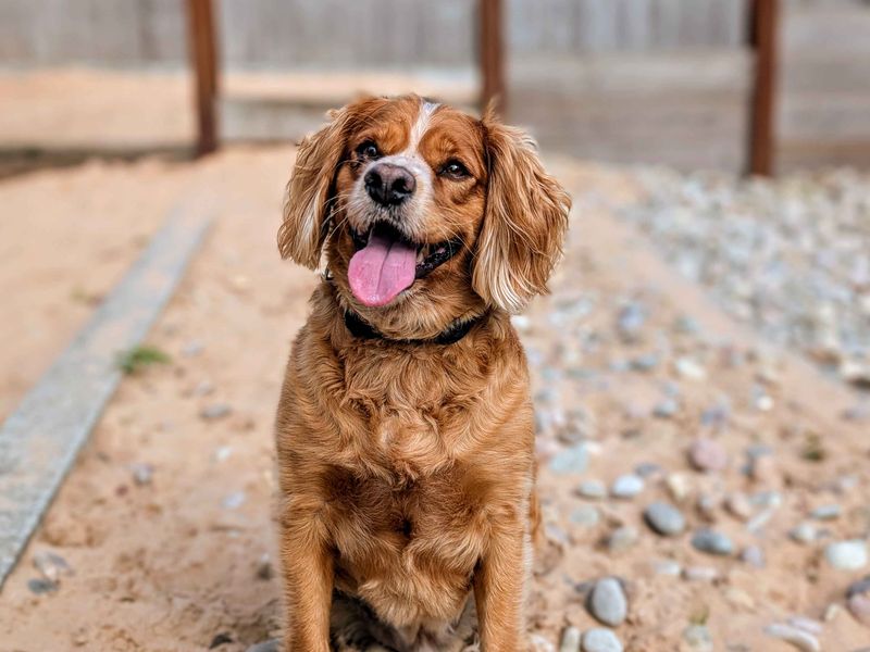 Cavalier King Charles Spaniel for adoption in Cardiff, Glamorgan – 4 years old - Image 3 of 6
