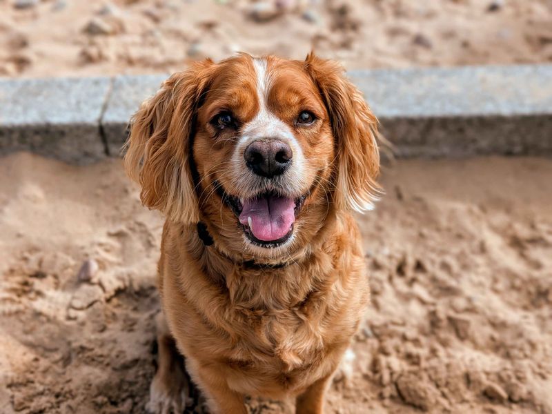 Cavalier King Charles Spaniel for adoption in Cardiff, Glamorgan – 4 years old