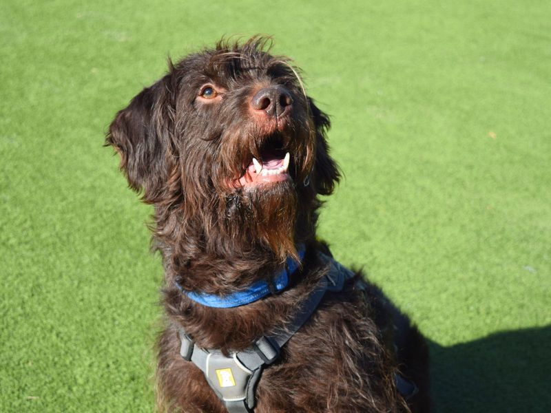 Poodle for adoption in Uxbridge, London – 5 years old