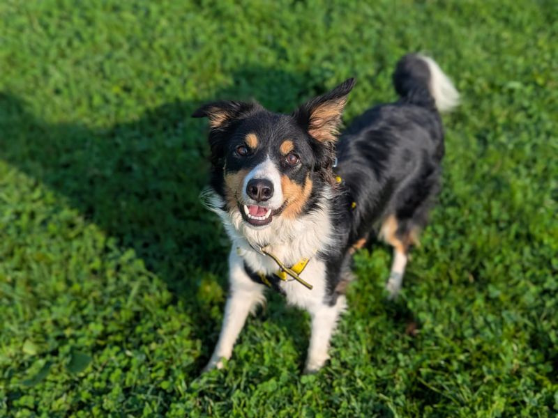 Border Collie for adoption in Mid Glamorgan, Wales – 2 years old