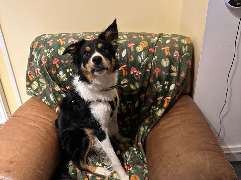 Nancy | Collie (Border) | Bridgend (Wales) - 1