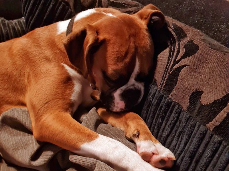 Boxer for adoption in Shoreham by Sea, West Sussex – 11 months old - Image 4 of 7