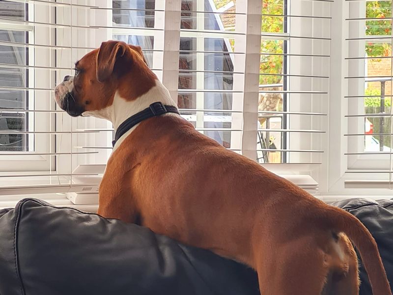 Boxer for adoption in Shoreham by Sea, West Sussex – 11 months old - Image 5 of 7