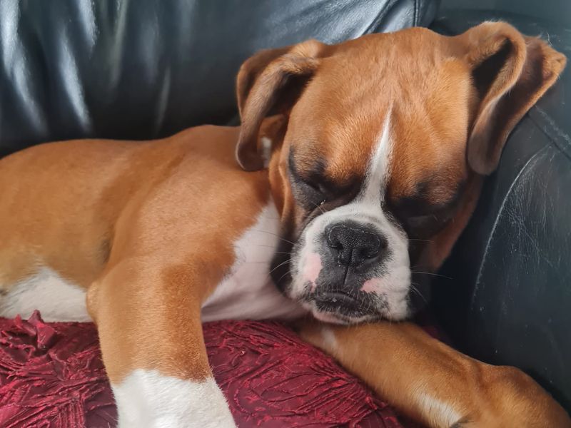 Boxer for adoption in Shoreham by Sea, West Sussex – 11 months old - Image 6 of 7