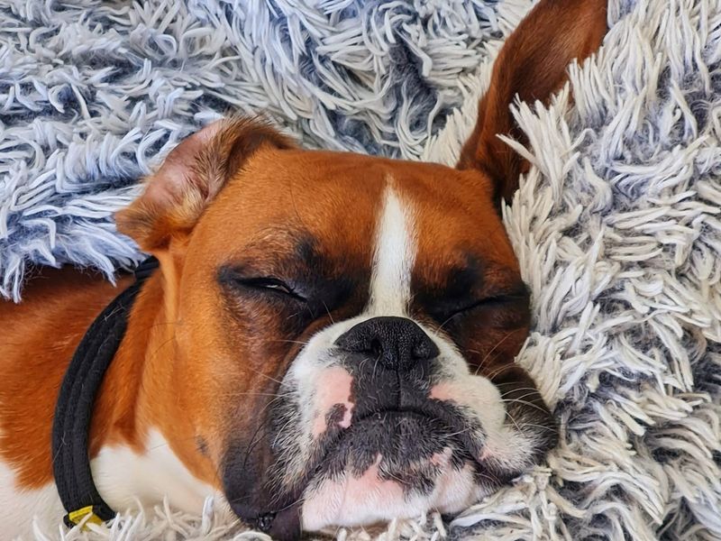 Boxer for adoption in Shoreham by Sea, West Sussex – 11 months old - Image 3 of 7