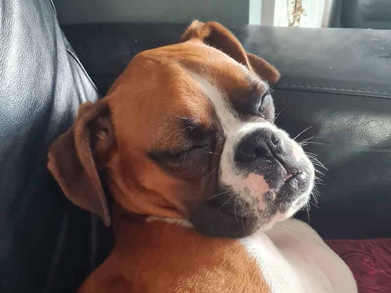 Boxer for adoption in Shoreham by Sea, West Sussex – 11 months old - Image 7 of 7