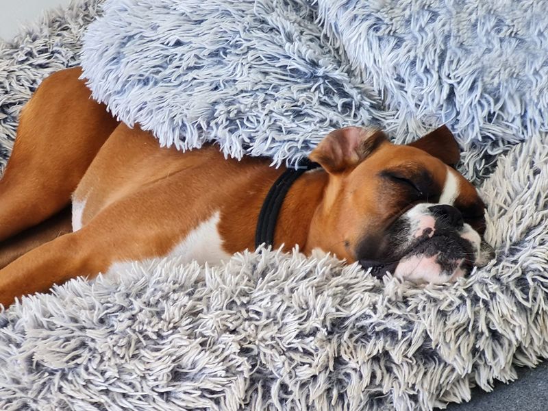 Boxer for adoption in Shoreham by Sea, West Sussex – 10 months old