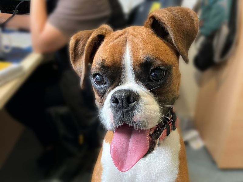 Boxer for adoption in Shoreham by Sea, West Sussex – 11 months old - Image 2 of 7