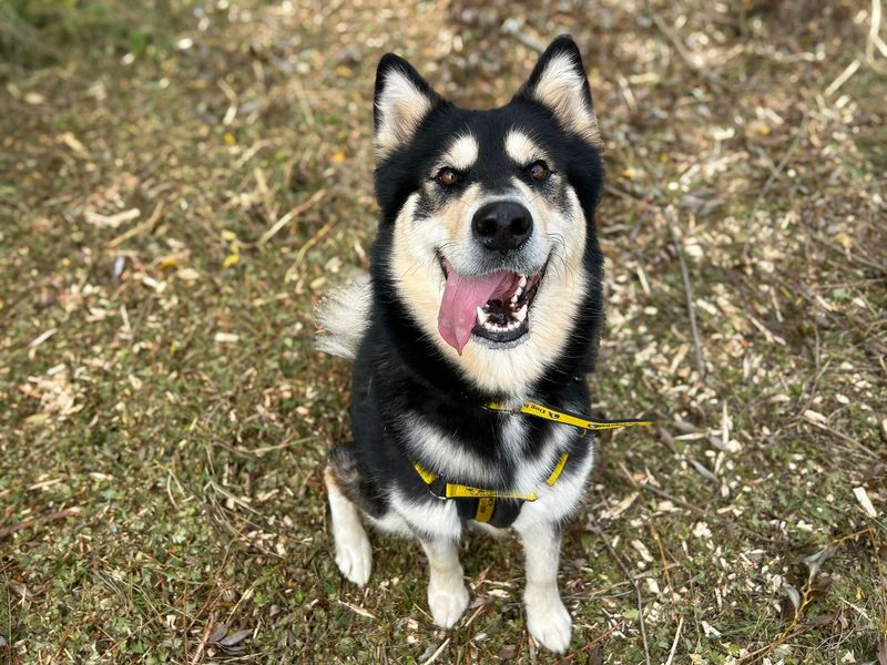 Thunder | Alaskan Malamute | Basildon (Essex) - 1