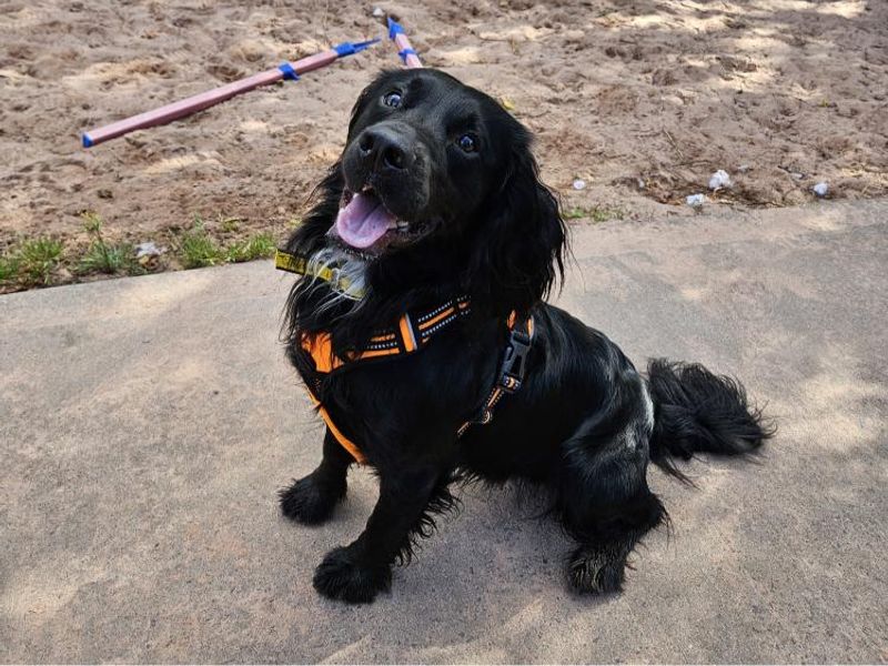 Cocker Spaniel for adoption in Telford, Shropshire – 1 year old - Image 3 of 4