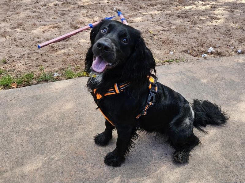 Cocker Spaniel for adoption in Telford, Shropshire – 1 year old - Image 4 of 4
