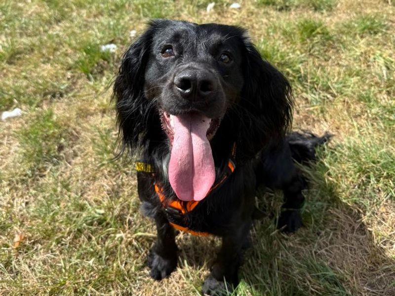 Cocker Spaniel for adoption in Telford, Shropshire – 1 year old - Image 2 of 4