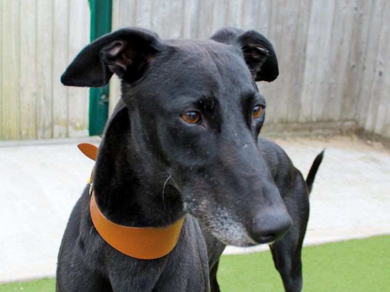 Greyhound for adoption in Evesham, Worcestershire – 6 years old - Image 2 of 2