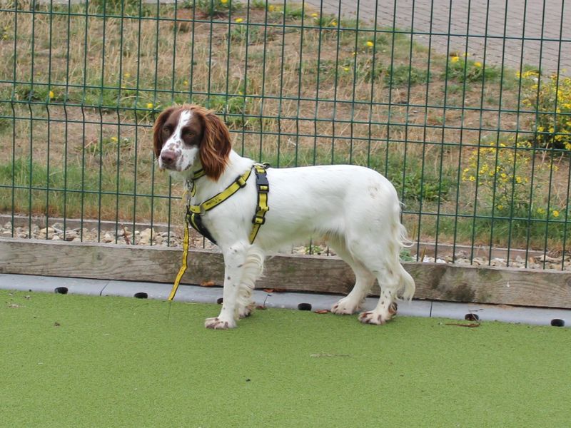 Springer Spaniel for adoption in Evesham, Worcestershire – 2 years old - Image 2 of 3