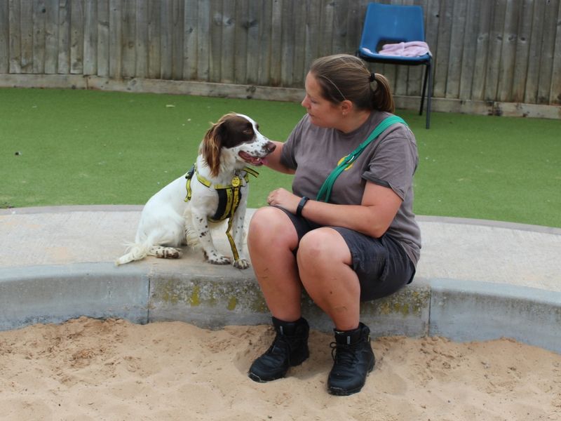 Springer Spaniel for adoption in Evesham, Worcestershire – 2 years old - Image 3 of 3