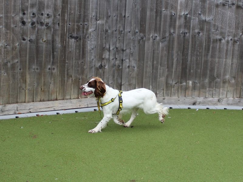 Springer Spaniel for adoption in Evesham, Worcestershire – 2 years old