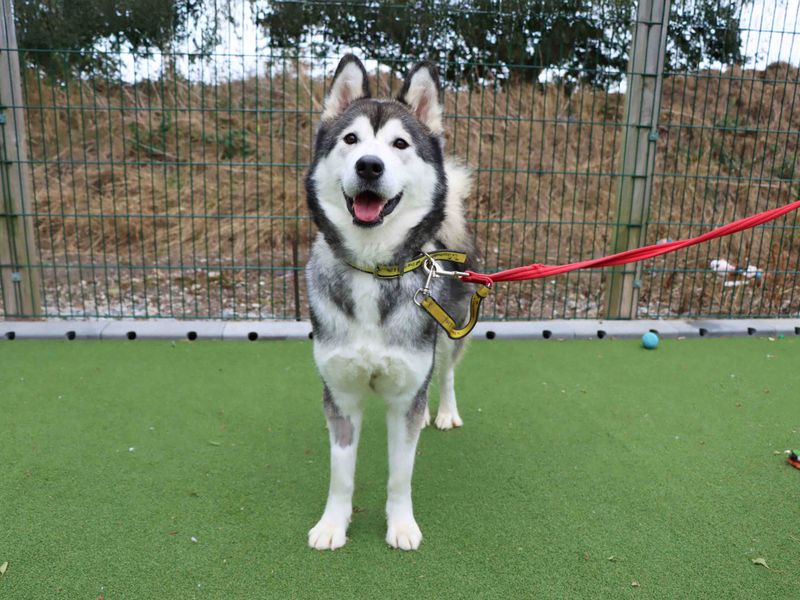Nova | Siberian Husky | Darlington - 1