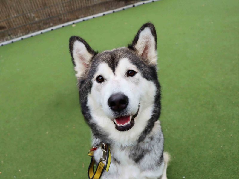 Siberian Husky for adoption in Sadberge, Co Durham – 1 year old - Image 3 of 3