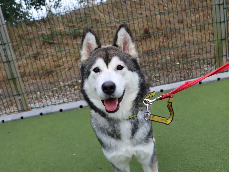 Siberian Husky for adoption in Sadberge, Co Durham – 1 year old - Image 2 of 3