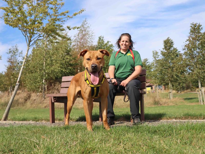 Staffordshire Bull Terrier for adoption in Sadberge, Co Durham – 1 year old