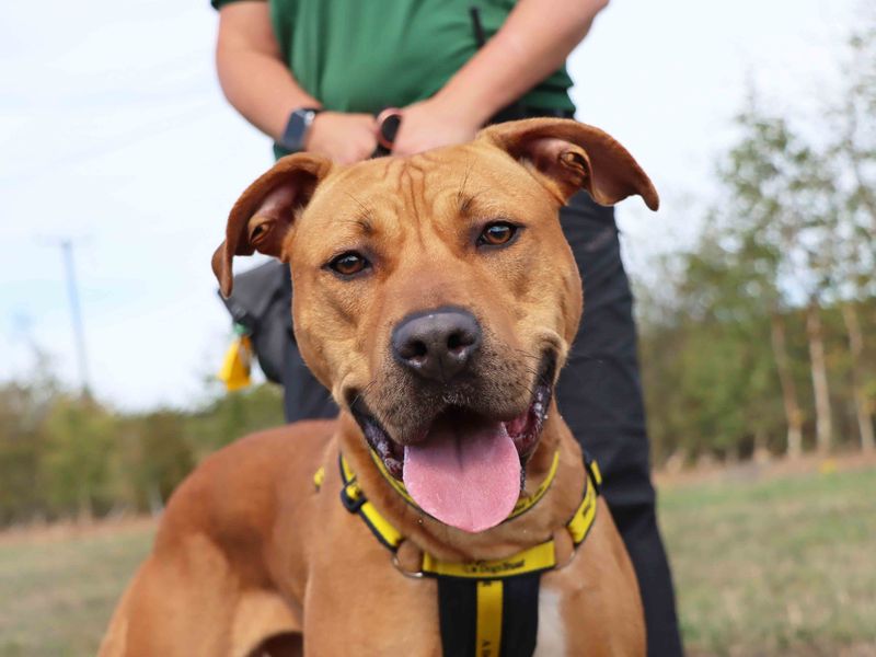 Princess | Terrier (Staffordshire Bull) Cross | Darlington - 1