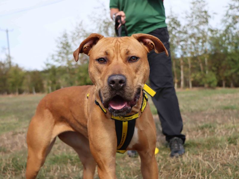 Staffordshire Bull Terrier for adoption in Sadberge, Co Durham – 1 year old - Image 3 of 4
