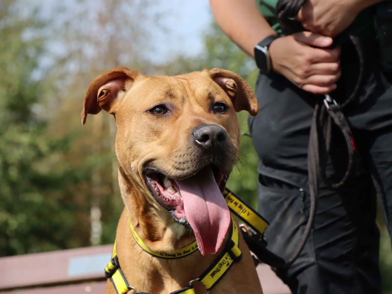 Staffordshire Bull Terrier for adoption in Sadberge, Co Durham – 1 year old - Image 2 of 4