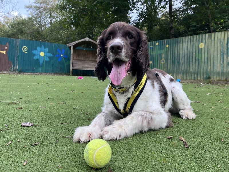 Springer Spaniel for adoption in Ilfracombe, North Devon – 11 years old - Image 2 of 4