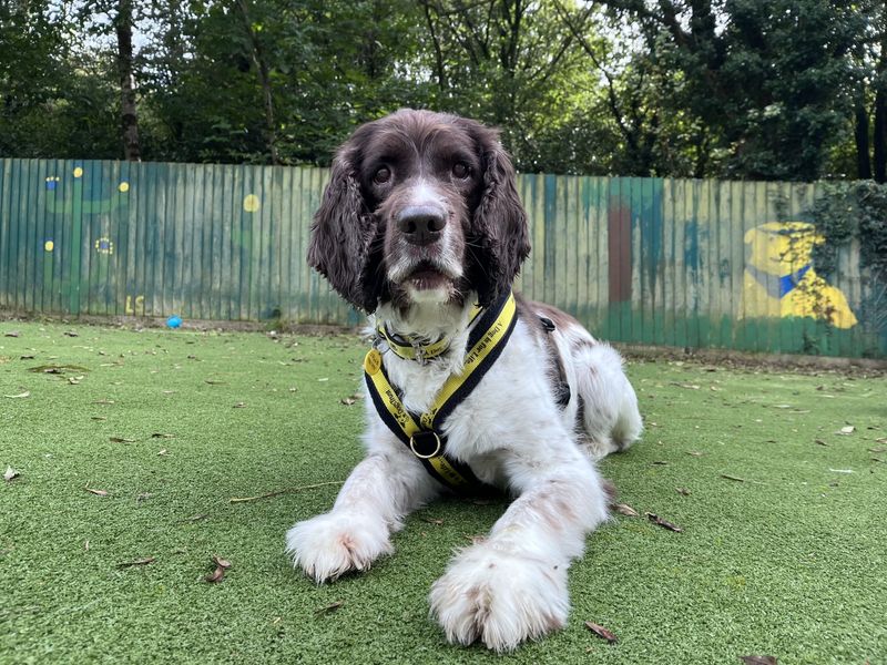 Springer Spaniel for adoption in Ilfracombe, North Devon – 11 years old - Image 4 of 4