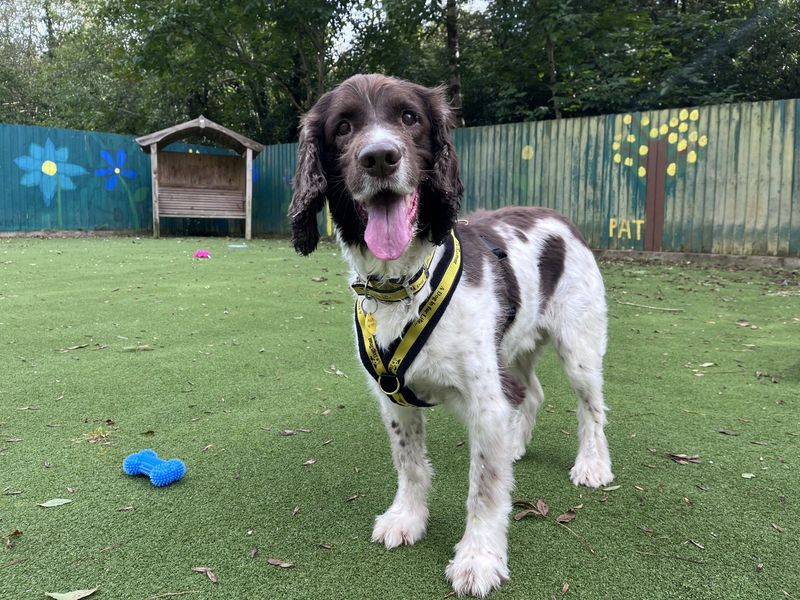 Springer Spaniel for adoption in Ilfracombe, North Devon – 11 years old