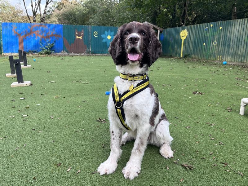 Springer Spaniel for adoption in Ilfracombe, North Devon – 11 years old - Image 3 of 4
