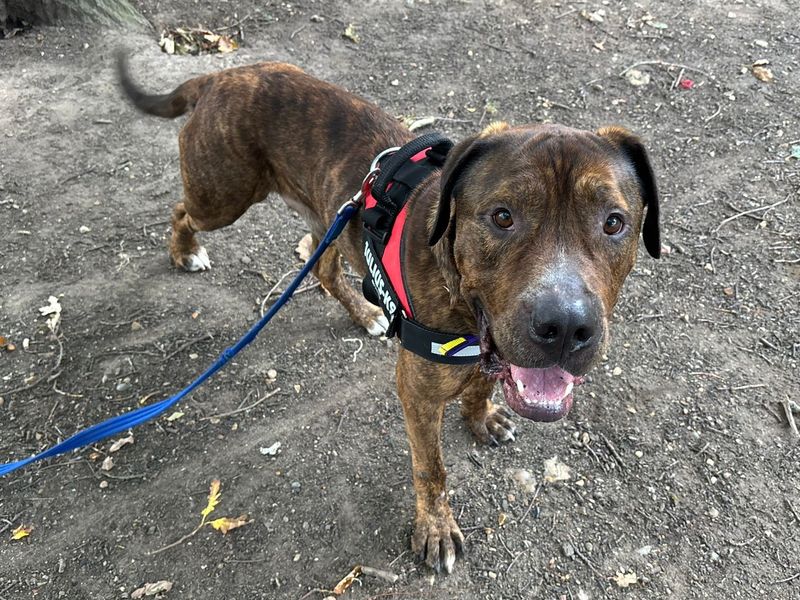 Desmond | Mastiff Cross | Canterbury - 1