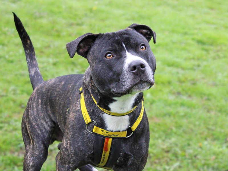 Staffordshire Bull Terrier for adoption in Liverpool, Merseyside – 1 year old - Image 3 of 6