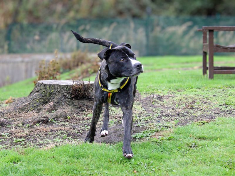 Staffordshire Bull Terrier for adoption in Liverpool, Merseyside – 1 year old - Image 5 of 6