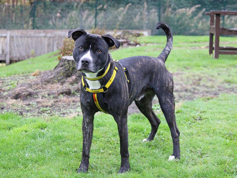 Staffordshire Bull Terrier for adoption in Liverpool, Merseyside – 1 year old - Image 4 of 6