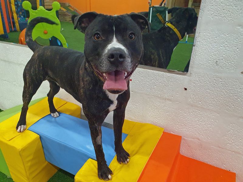 Sully | Terrier (Staffordshire Bull) Cross | Merseyside (Liverpool) - 1