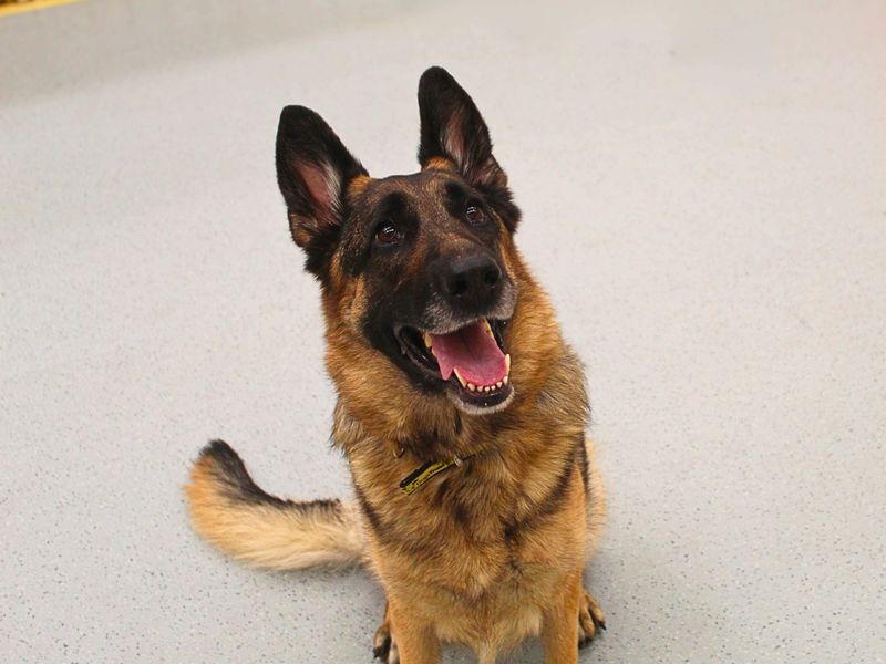 German Shepherd for adoption in Manchester, Greater Manchester – 5 years old