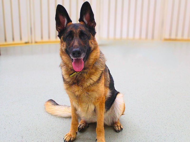 German Shepherd for adoption in Manchester, Greater Manchester – 5 years old - Image 2 of 3