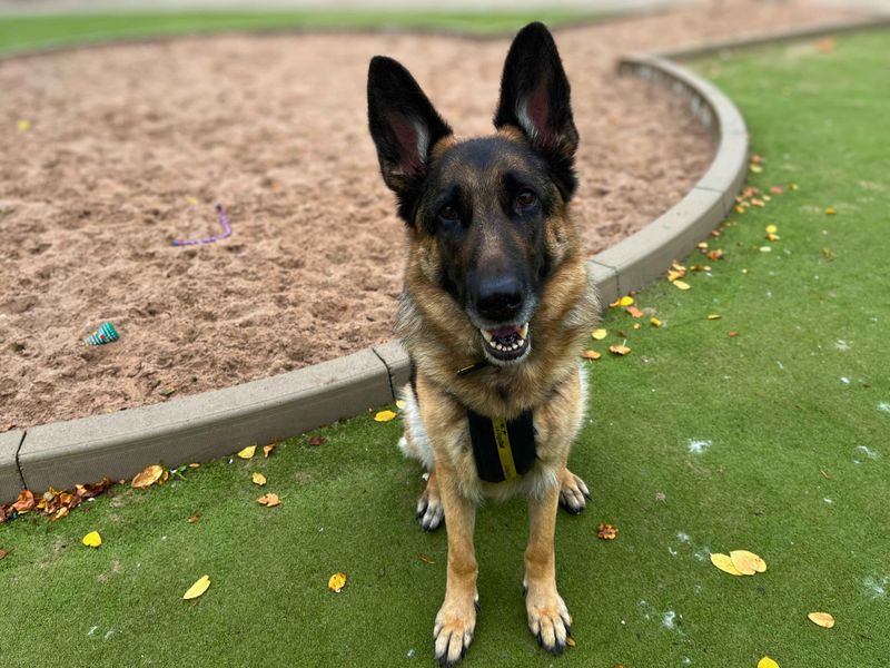 German Shepherd for adoption in Manchester, Greater Manchester – 5 years old - Image 3 of 3